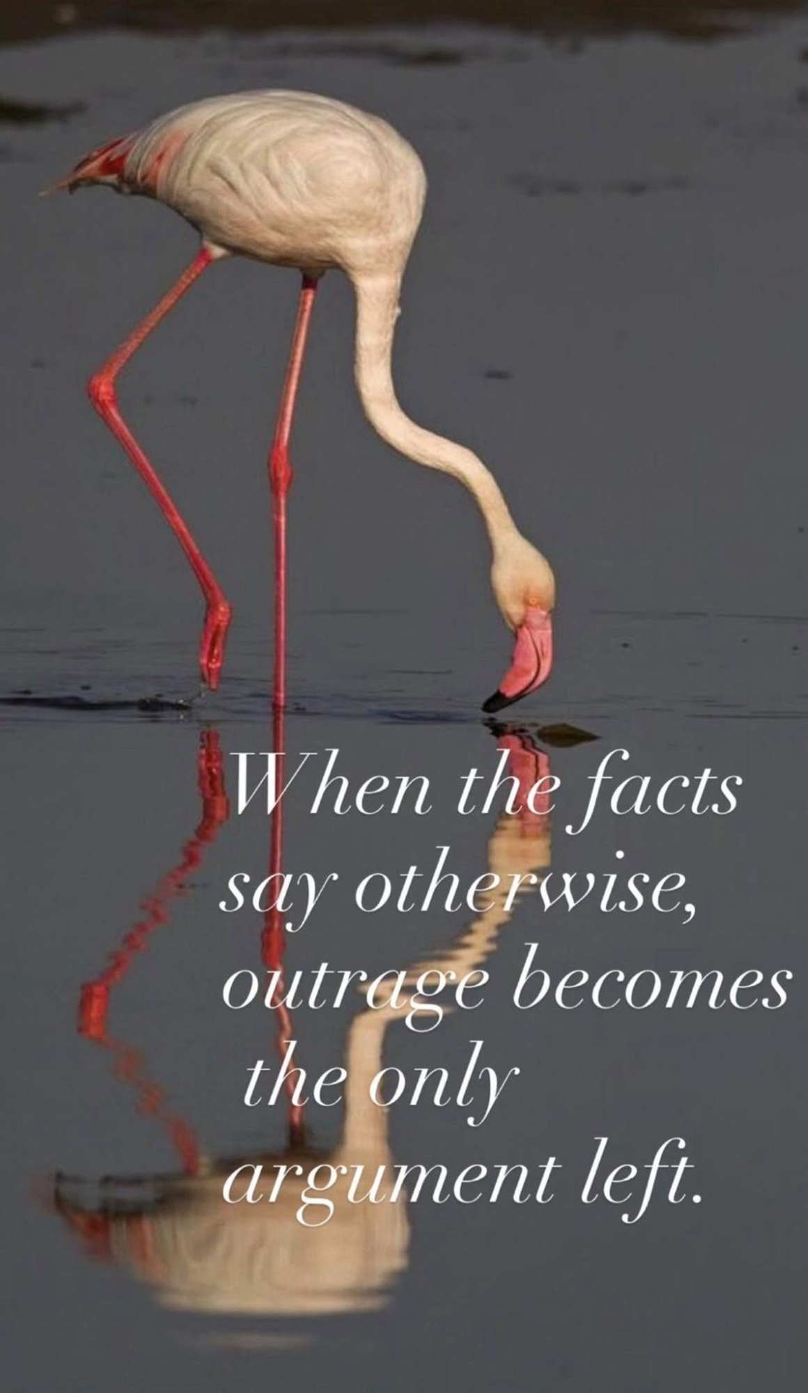 the-flamingo-revolution-goes-beyond-kushner-and-the-birds